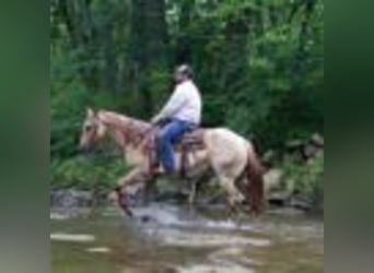 American Quarter Horse, Gelding, 5 years, 15 hh, Roan-Red