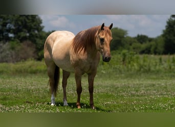 American Quarter Horse, Gelding, 5 years, 15 hh, Roan-Red