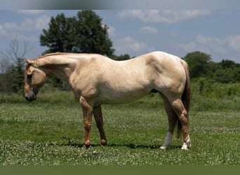 American Quarter Horse, Gelding, 5 years, 15 hh, Roan-Red