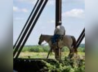 American Quarter Horse, Gelding, 5 years, 15 hh, Roan-Red