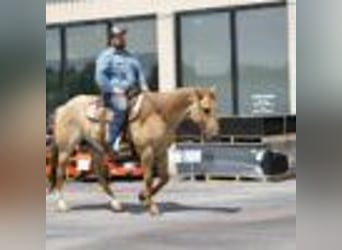 American Quarter Horse, Gelding, 5 years, 15 hh, Roan-Red