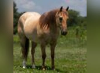 American Quarter Horse, Gelding, 5 years, 15 hh, Roan-Red
