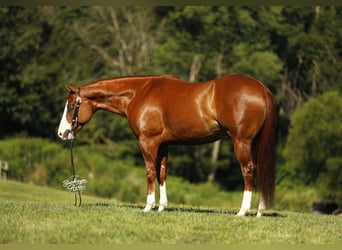 American Quarter Horse, Gelding, 5 years, 15 hh, Sorrel