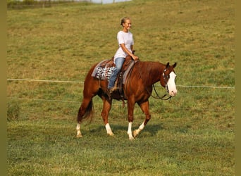 American Quarter Horse, Gelding, 5 years, 15 hh, Sorrel