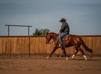 American Quarter Horse, Gelding, 5 years, 15 hh, Sorrel