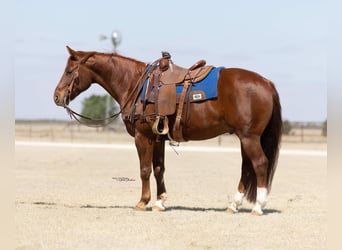 American Quarter Horse, Gelding, 5 years, 15 hh, Sorrel