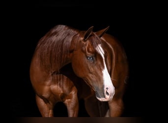 American Quarter Horse, Gelding, 5 years, 15 hh, Sorrel