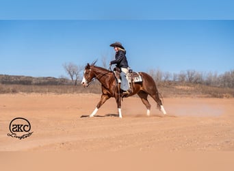 American Quarter Horse, Gelding, 5 years, 15 hh, Sorrel