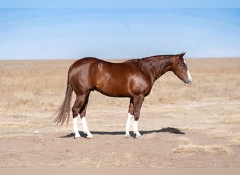 American Quarter Horse, Gelding, 5 years, 15 hh, Sorrel