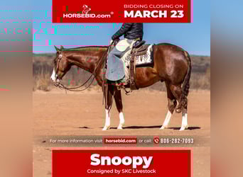 American Quarter Horse, Gelding, 5 years, 15 hh, Sorrel