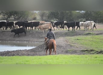 American Quarter Horse, Gelding, 5 years, 15 hh, Sorrel