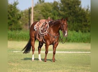 American Quarter Horse, Gelding, 5 years, 15 hh, Sorrel