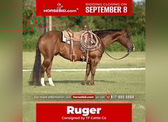 American Quarter Horse, Gelding, 5 years, 15 hh, Sorrel