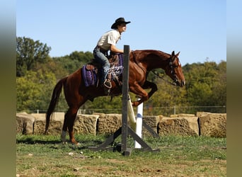 American Quarter Horse, Gelding, 5 years, 15 hh, Sorrel