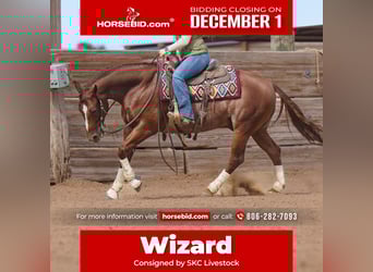 American Quarter Horse, Gelding, 5 years, 15 hh, Sorrel