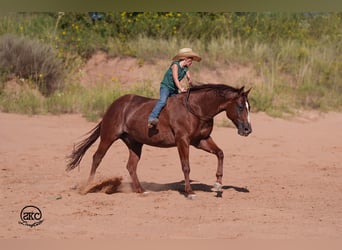 American Quarter Horse, Gelding, 5 years, 15 hh, Sorrel