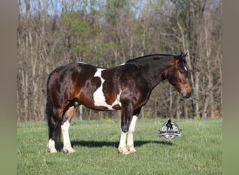 American Quarter Horse, Gelding, 5 years, 15 hh, Tobiano-all-colors