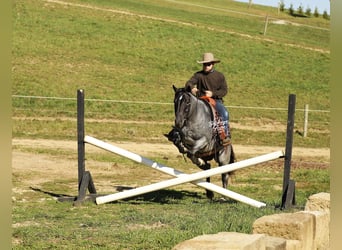 American Quarter Horse Mix, Gelding, 5 years, 15 hh