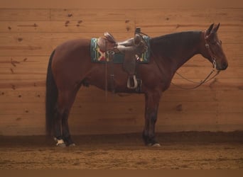 American Quarter Horse, Gelding, 5 years, 15,1 hh, Bay
