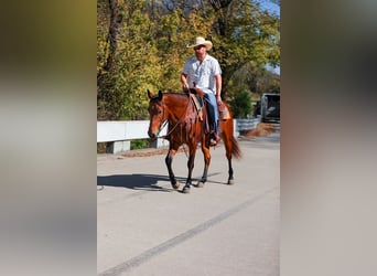 American Quarter Horse, Gelding, 5 years, 15,1 hh, Bay