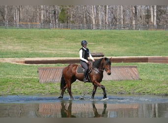 American Quarter Horse Mix, Gelding, 5 years, 15,1 hh, Bay