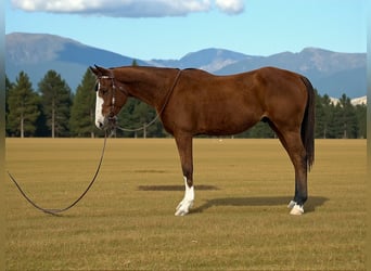 American Quarter Horse, Gelding, 5 years, 15,1 hh, Bay