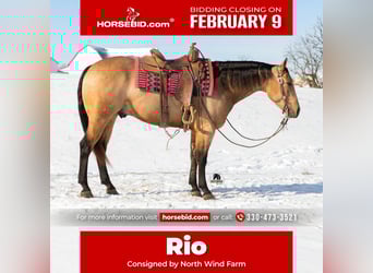 American Quarter Horse, Gelding, 5 years, 15,1 hh, Buckskin