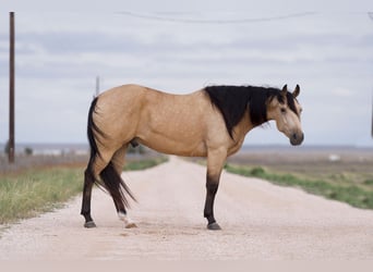 American Quarter Horse, Gelding, 5 years, 15,1 hh, Buckskin