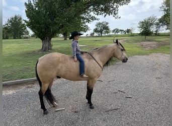 American Quarter Horse, Gelding, 5 years, 15,1 hh, Buckskin