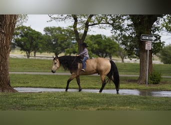 American Quarter Horse, Gelding, 5 years, 15,1 hh, Buckskin