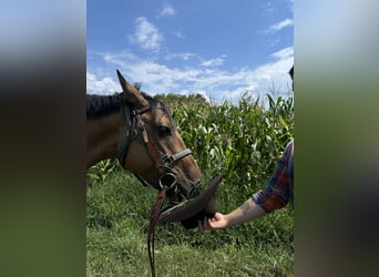American Quarter Horse Mix, Gelding, 5 years, 15,1 hh, Buckskin