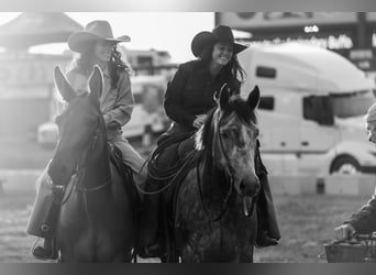 American Quarter Horse, Gelding, 5 years, 15,1 hh, Grey