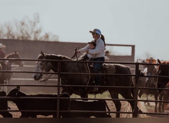 American Quarter Horse, Gelding, 5 years, 15,1 hh, Grey