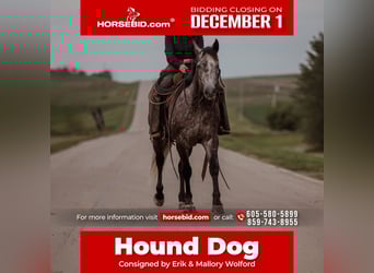 American Quarter Horse, Gelding, 5 years, 15,1 hh, Grey