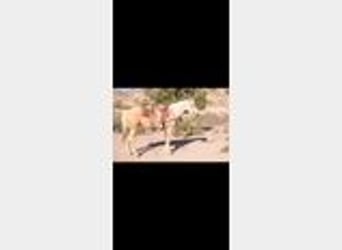 American Quarter Horse, Gelding, 5 years, 15,1 hh, Palomino