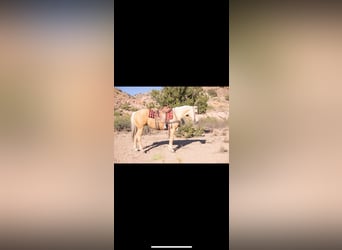 American Quarter Horse, Gelding, 5 years, 15,1 hh, Palomino