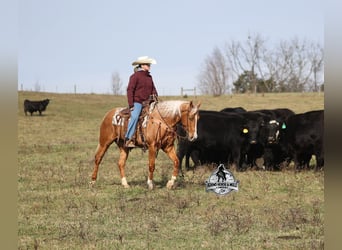 American Quarter Horse, Gelding, 5 years, 15,1 hh, Palomino