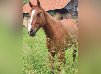 American Quarter Horse, Gelding, 5 years, 15,1 hh, Red Dun