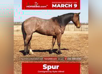 American Quarter Horse, Gelding, 5 years, 15,1 hh, Roan-Bay