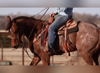 American Quarter Horse, Gelding, 5 years, 15,1 hh, Roan-Bay