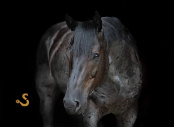 American Quarter Horse, Gelding, 5 years, 15,1 hh, Roan-Blue