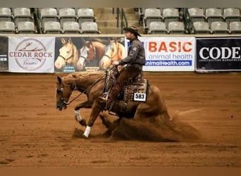 American Quarter Horse, Gelding, 5 years, 15,1 hh, Sorrel