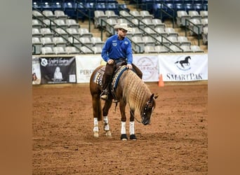 American Quarter Horse, Gelding, 5 years, 15,1 hh, Sorrel