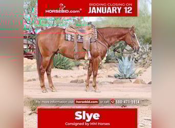 American Quarter Horse, Gelding, 5 years, 15,1 hh, Sorrel