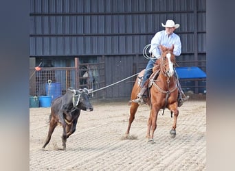 American Quarter Horse, Gelding, 5 years, 15,1 hh, Sorrel