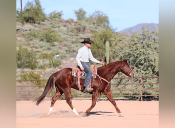 American Quarter Horse, Gelding, 5 years, 15,1 hh, Sorrel