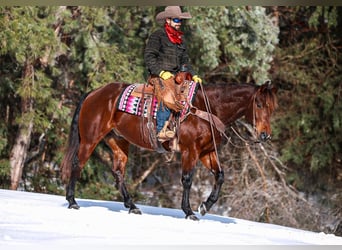 American Quarter Horse, Gelding, 5 years, 15,2 hh, Bay