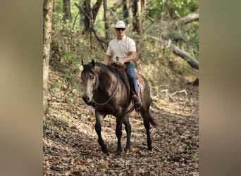 American Quarter Horse, Gelding, 5 years, 15,2 hh, Buckskin