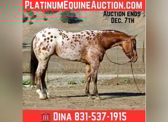 American Quarter Horse, Gelding, 5 years, 15,2 hh, Buckskin