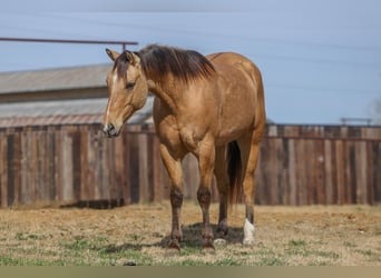 American Quarter Horse, Gelding, 5 years, 15,2 hh, Dun
